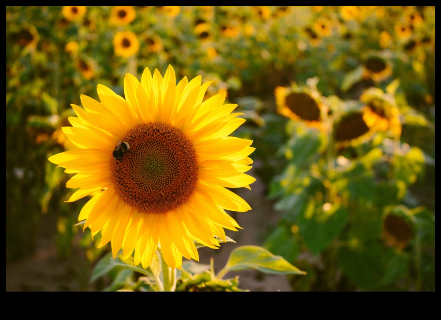 Eleganță efemeră: frumusețea trecătoare a vizitarii obiectivelor turistice