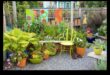 Pocket Gardens: crearea de verdeață luxuriantă cu containere